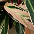 Calathea Triostar – Indoor Plant