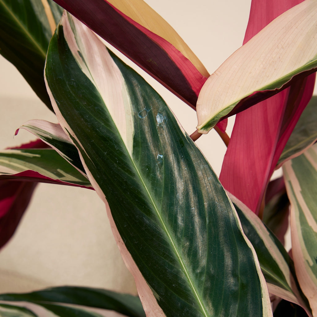 Calathea Triostar – Indoor Plant