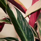 Calathea Triostar – Indoor Plant