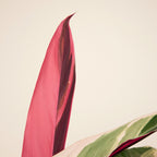 Calathea Triostar – Indoor Plant