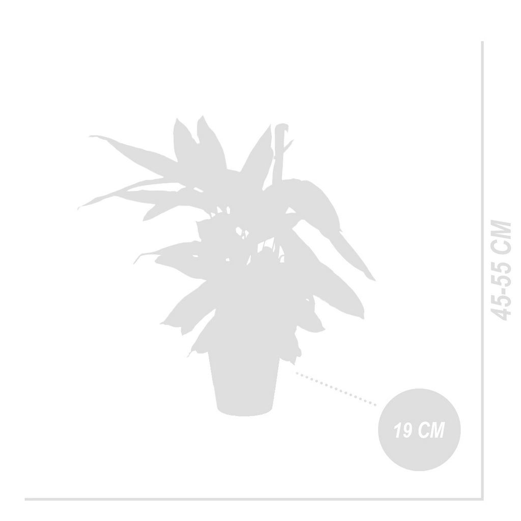 Calathea Triostar – Indoor Plant