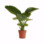 Alocasia Gageana California – Plante D'Intérieur