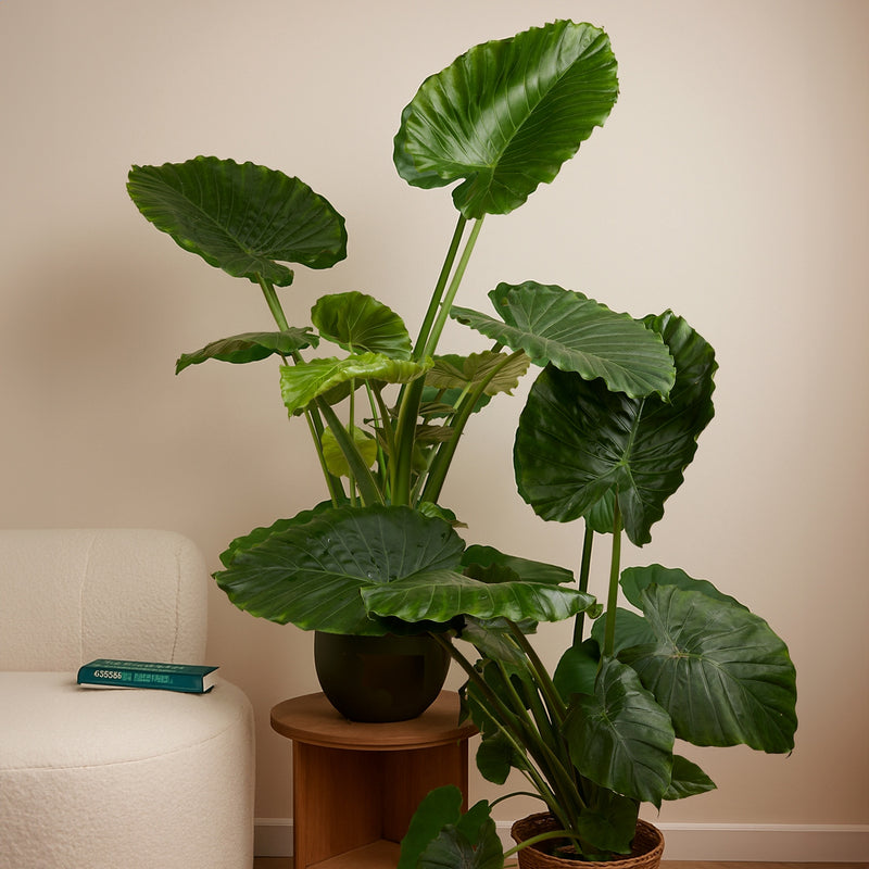 Alocasia Gageana California – Plante d'Intérieur