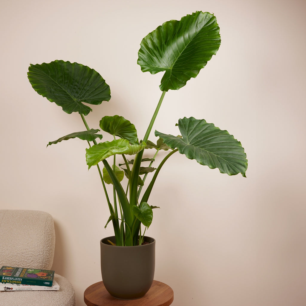 Alocasia Gageana California – Plante D'Intérieur