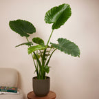 Alocasia Gageana California – Plante D'Intérieur