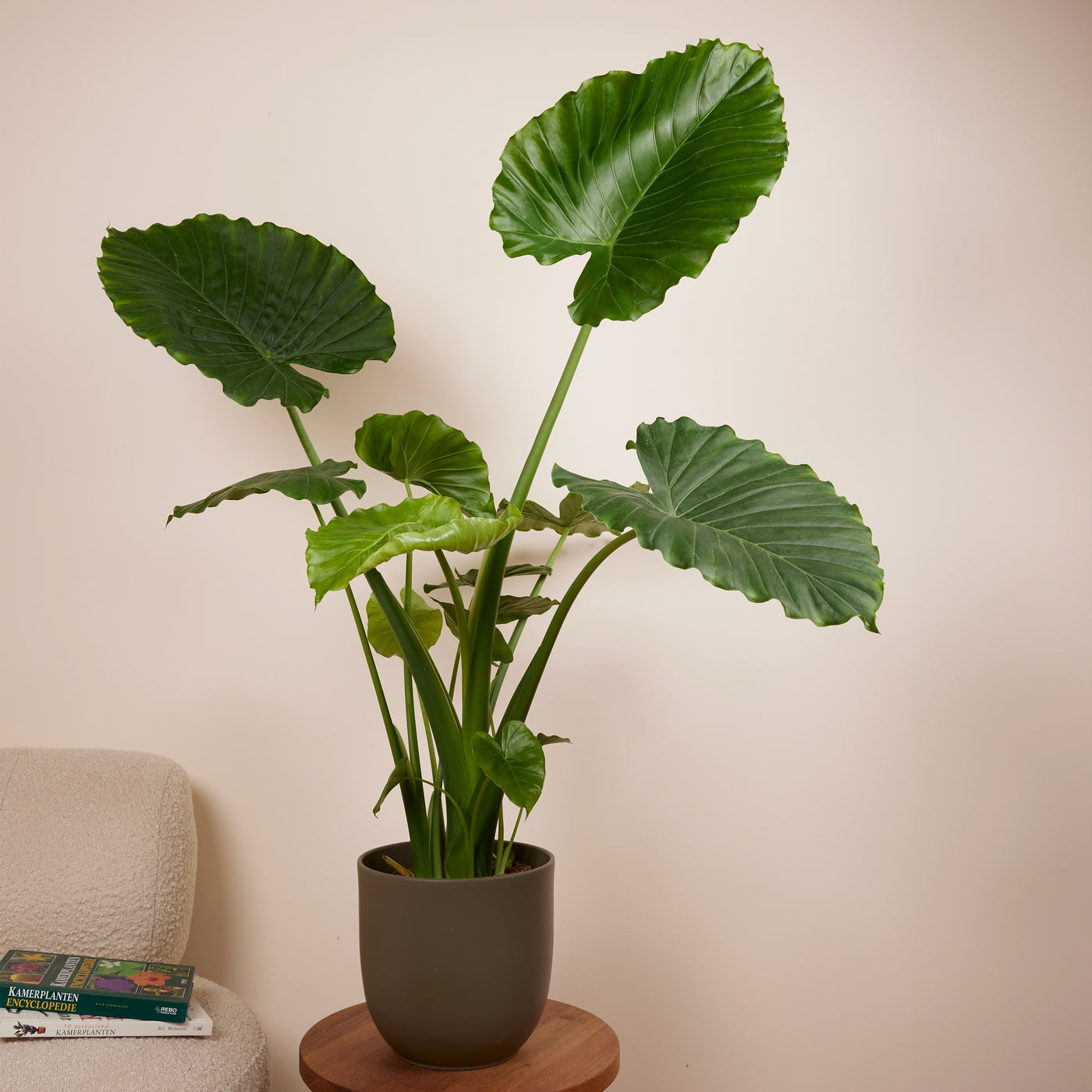 Alocasia Gageana California – Plante D'Intérieur