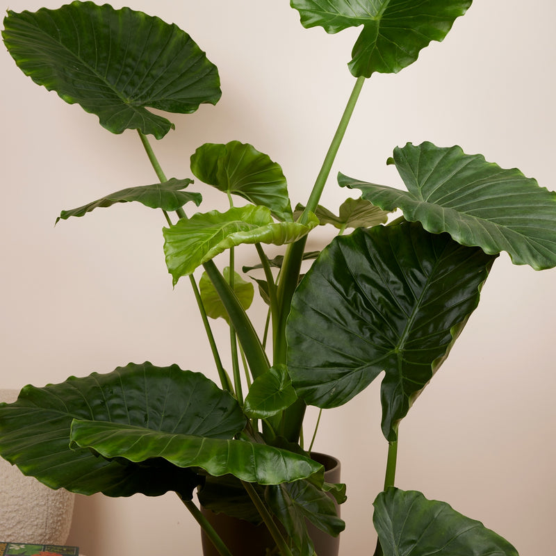 Alocasia Gageana California – Plante d'Intérieur