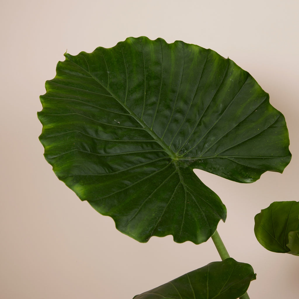 Alocasia Gageana California – Plante D'Intérieur