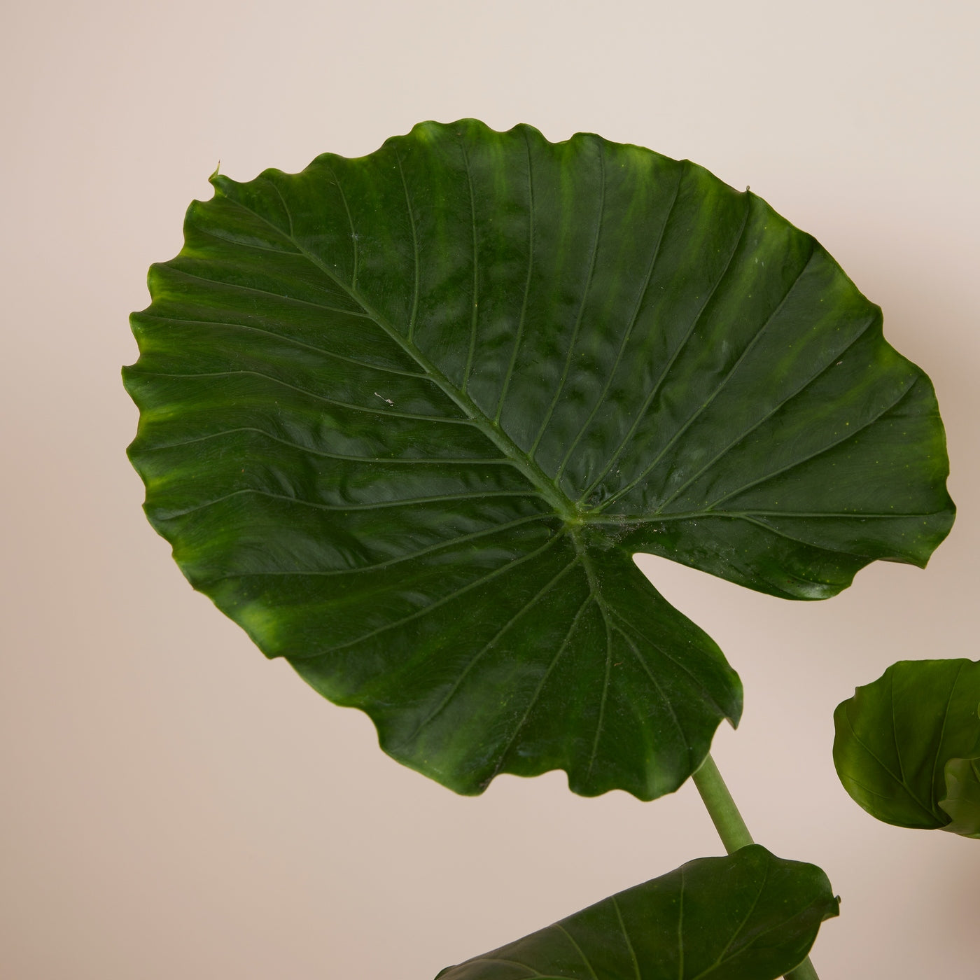 Alocasia Gageana California – Plante D'Intérieur