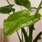 Alocasia Gageana California – Plante D'Intérieur