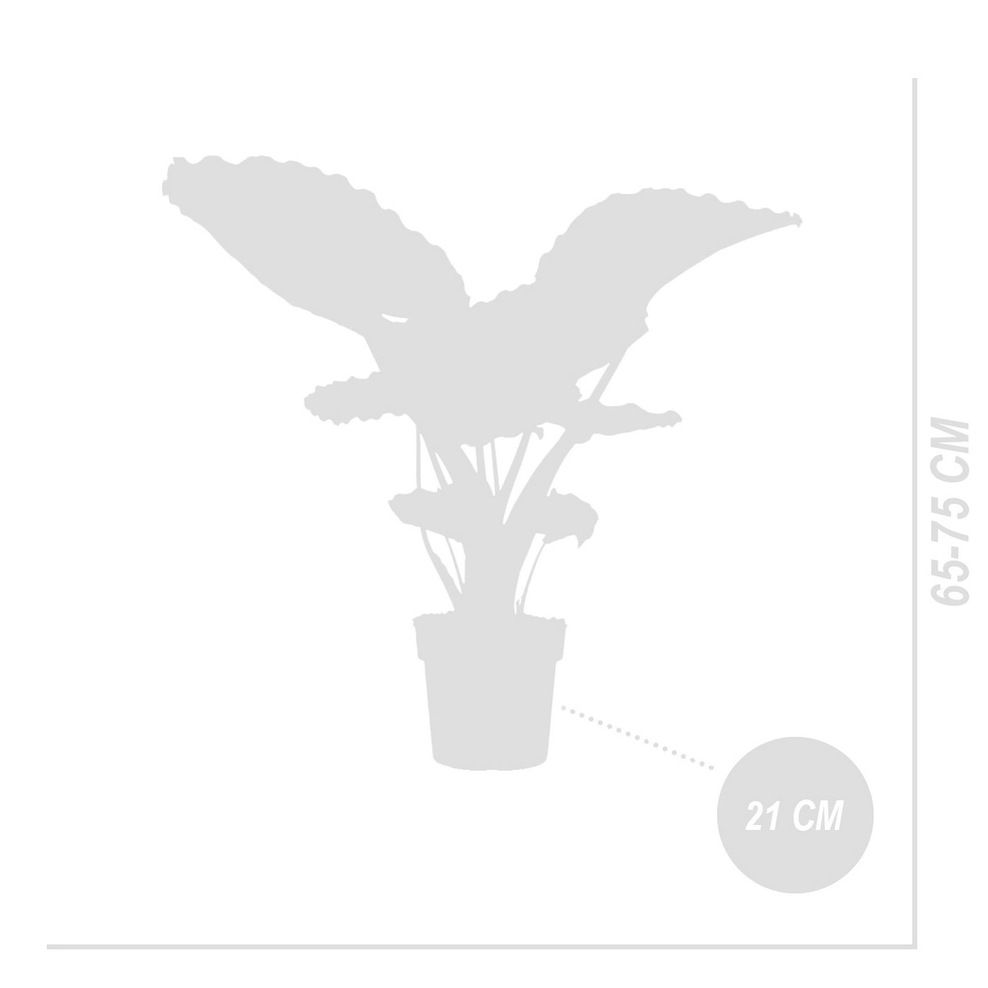 Alocasia Gageana California – Plante D'Intérieur