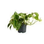 Epipremnum Marble Queen – Plante D'Intérieur