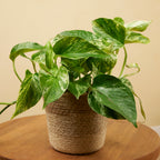 Epipremnum Marble Queen – Plante D'Intérieur