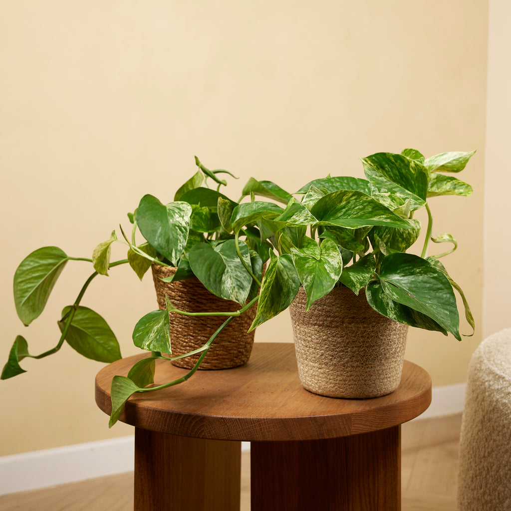 Epipremnum Marble Queen – Plante D'Intérieur