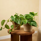 Epipremnum Marble Queen – Plante D'Intérieur