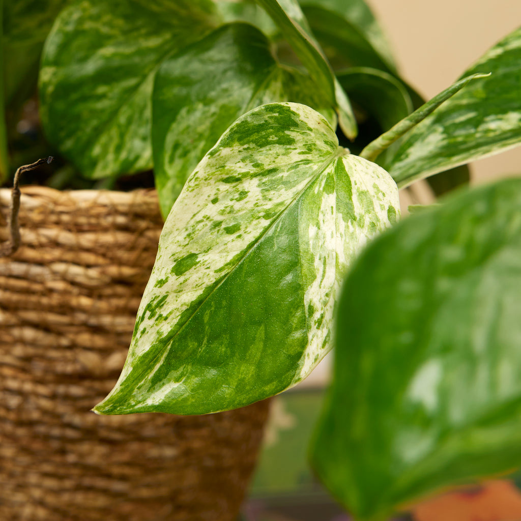 Epipremnum Marble Queen – Plante D'Intérieur