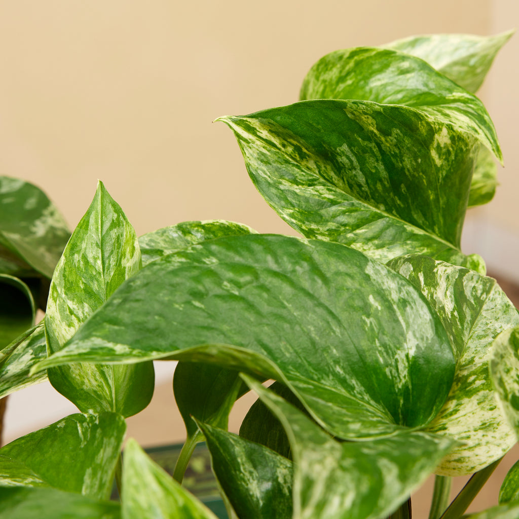 Epipremnum Marble Queen – Plante D'Intérieur