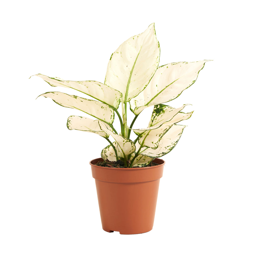 Aglaonema White Joy – Houseplant