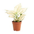 Aglaonema White Joy – Houseplant