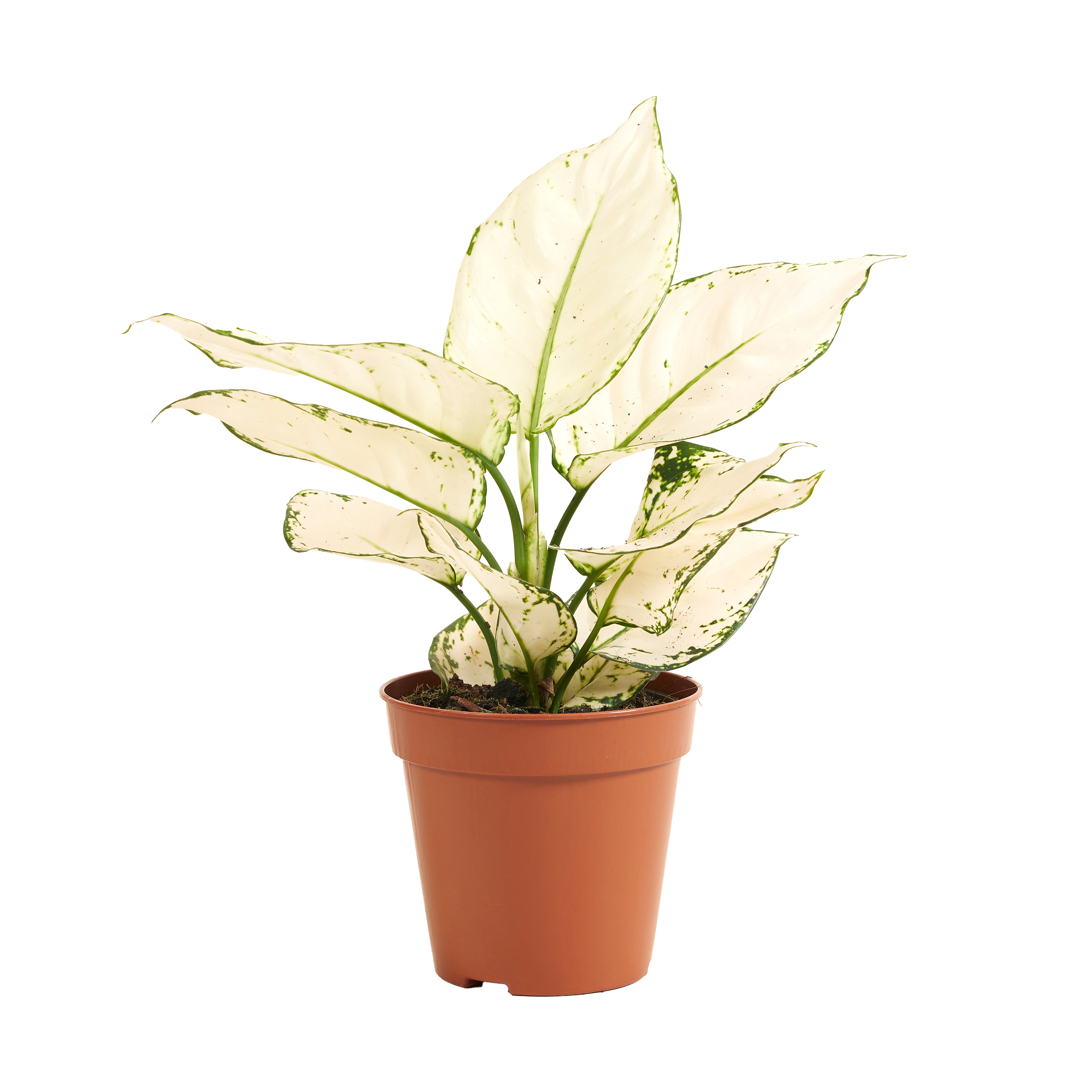 Aglaonema White Joy – Houseplant