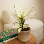 Aglaonema White Joy – Houseplant