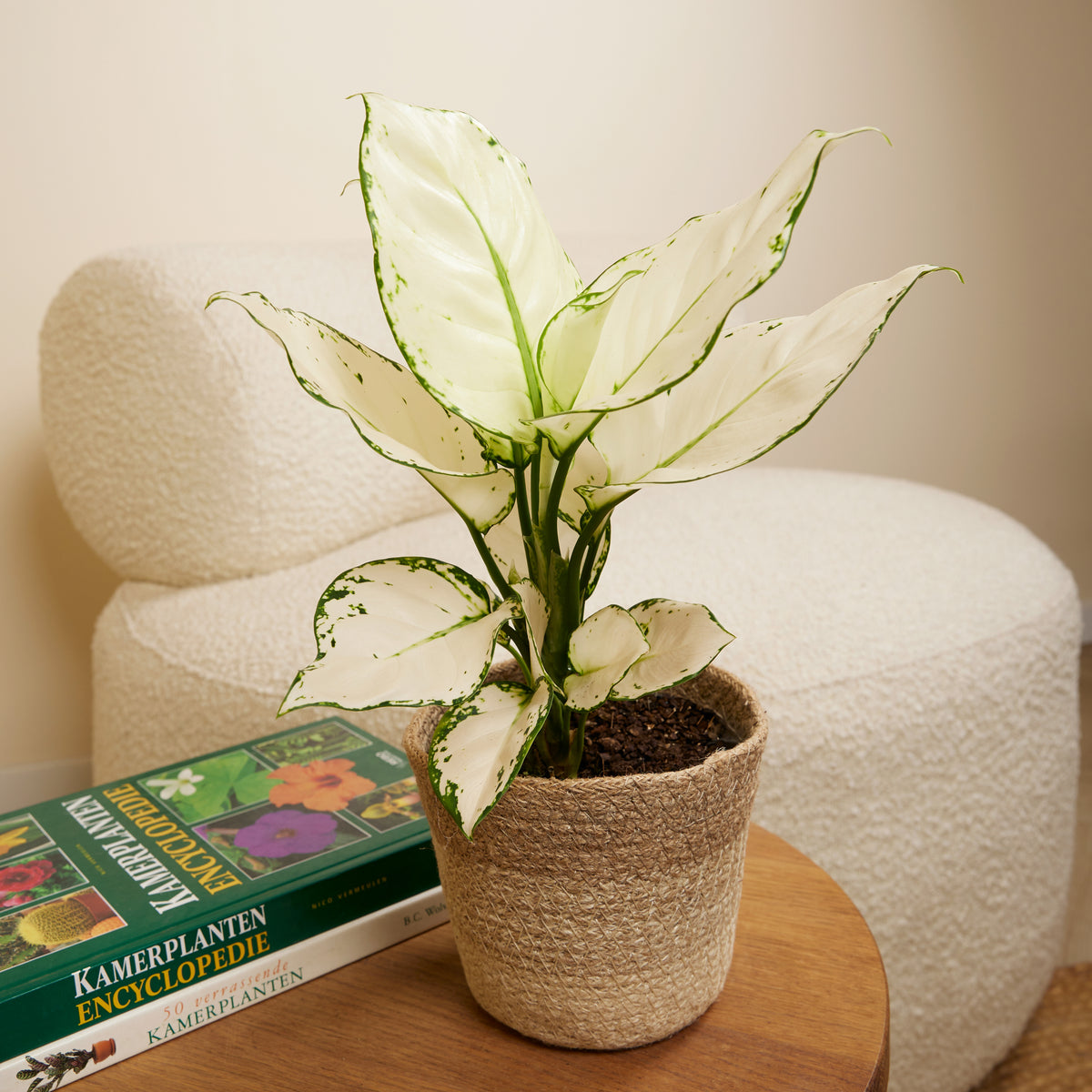 Aglaonema White Joy – Houseplant