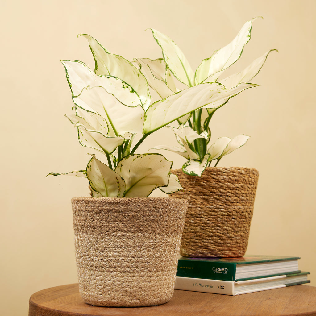 Aglaonema White Joy – Houseplant