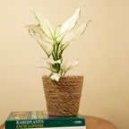 Aglaonema White Joy – Houseplant