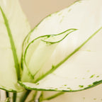 Aglaonema White Joy – Houseplant