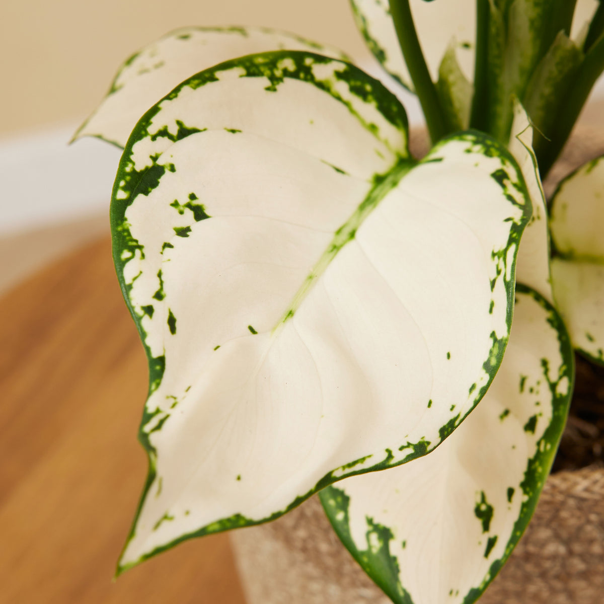 Aglaonema White Joy – Houseplant
