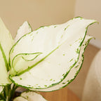 Aglaonema White Joy – Houseplant