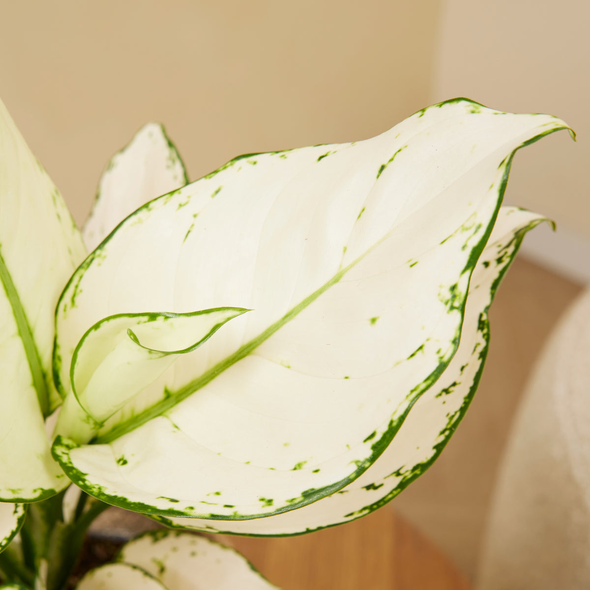 Aglaonema White Joy – Houseplant