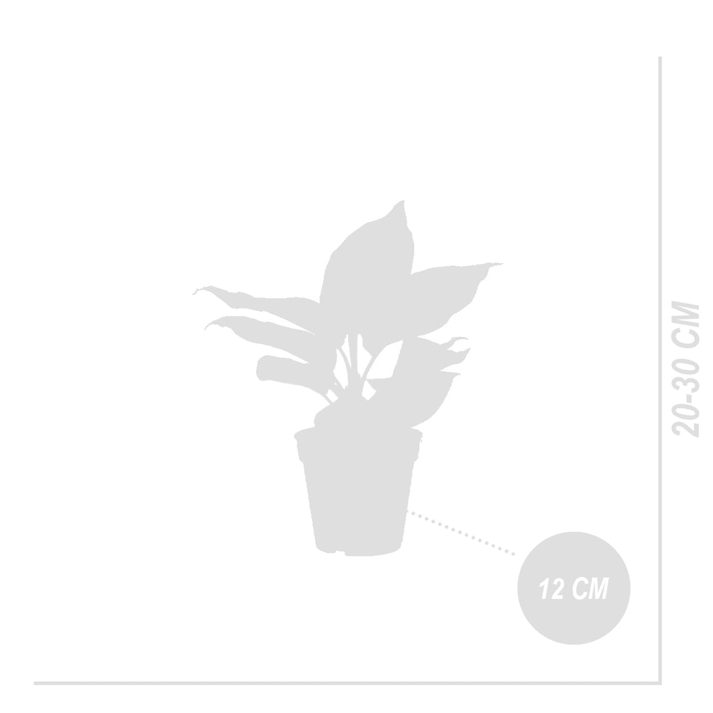 Aglaonema White Joy – Houseplant