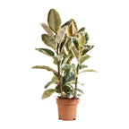 Ficus Tineke XL – Planta de interior