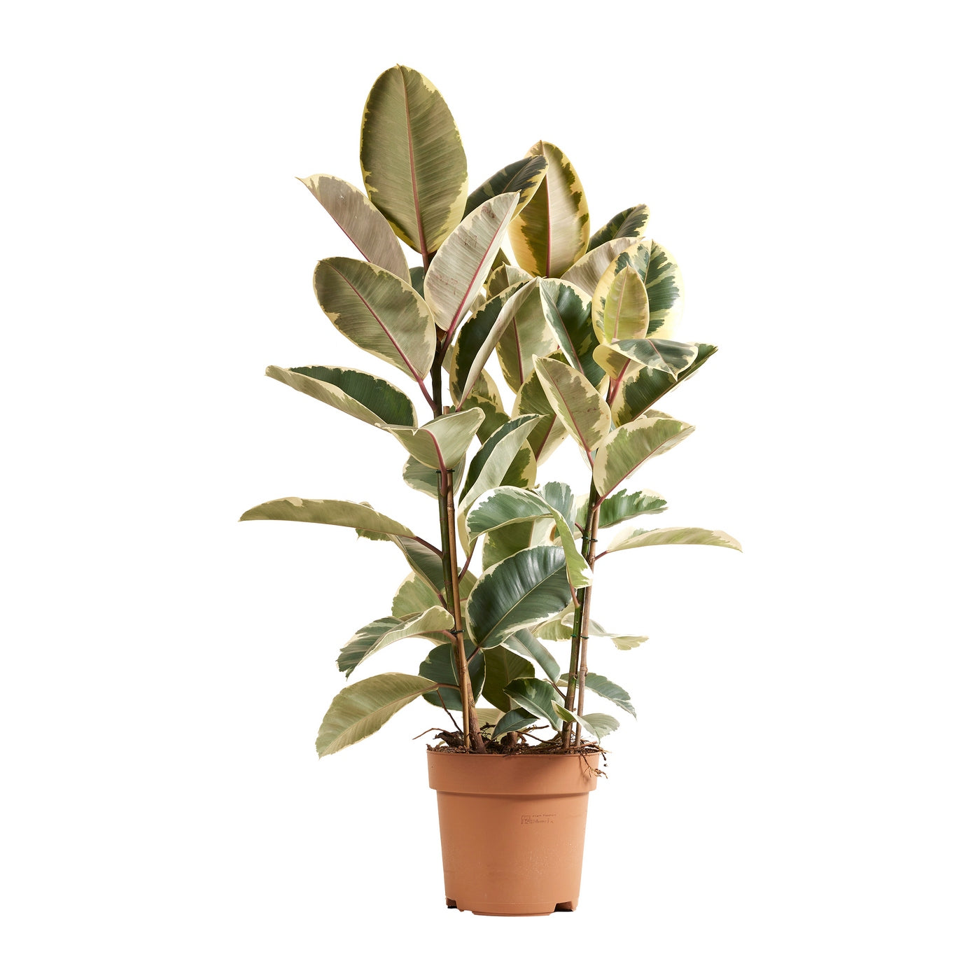Ficus Tineke XL – Planta de interior
