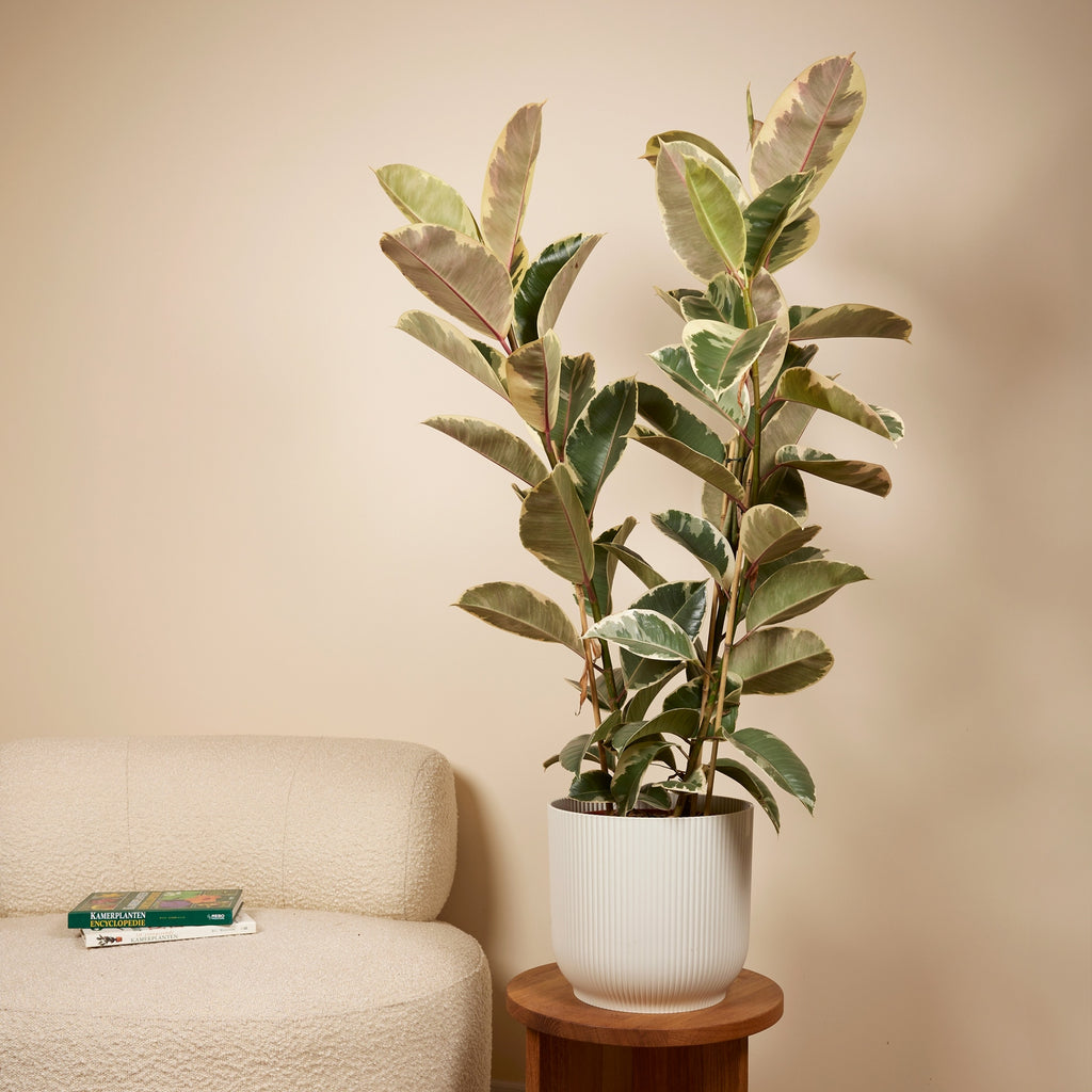 Ficus Tineke XL – Planta de interior