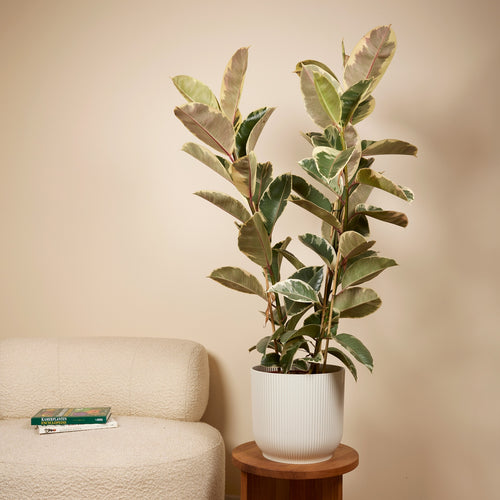 Ficus Tineke Xl – Plante D'Intérieur