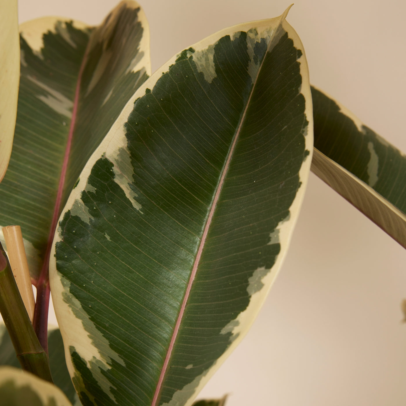 Ficus Tineke XL – Planta de interior