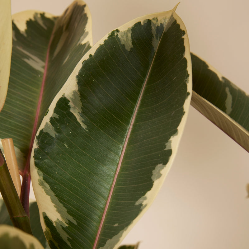 Ficus Tineke XL – Plante d'Intérieur