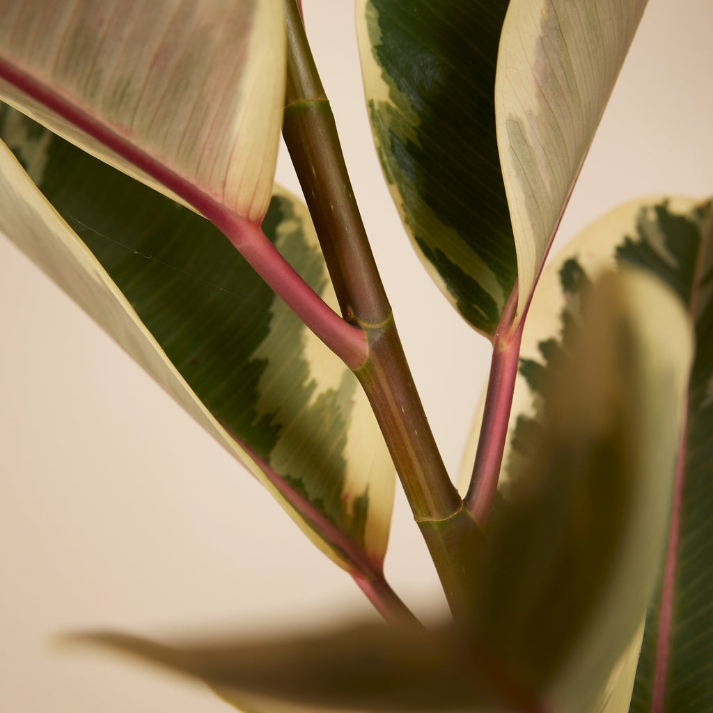 Ficus Tineke XL – Planta de interior