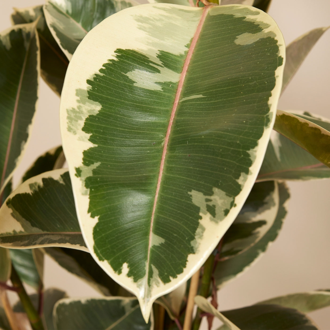 Ficus Tineke XL – Planta de interior