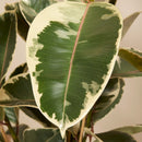 Ficus Tineke XL – Plante d'Intérieur