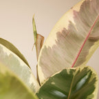 Ficus Tineke XL – Planta de interior