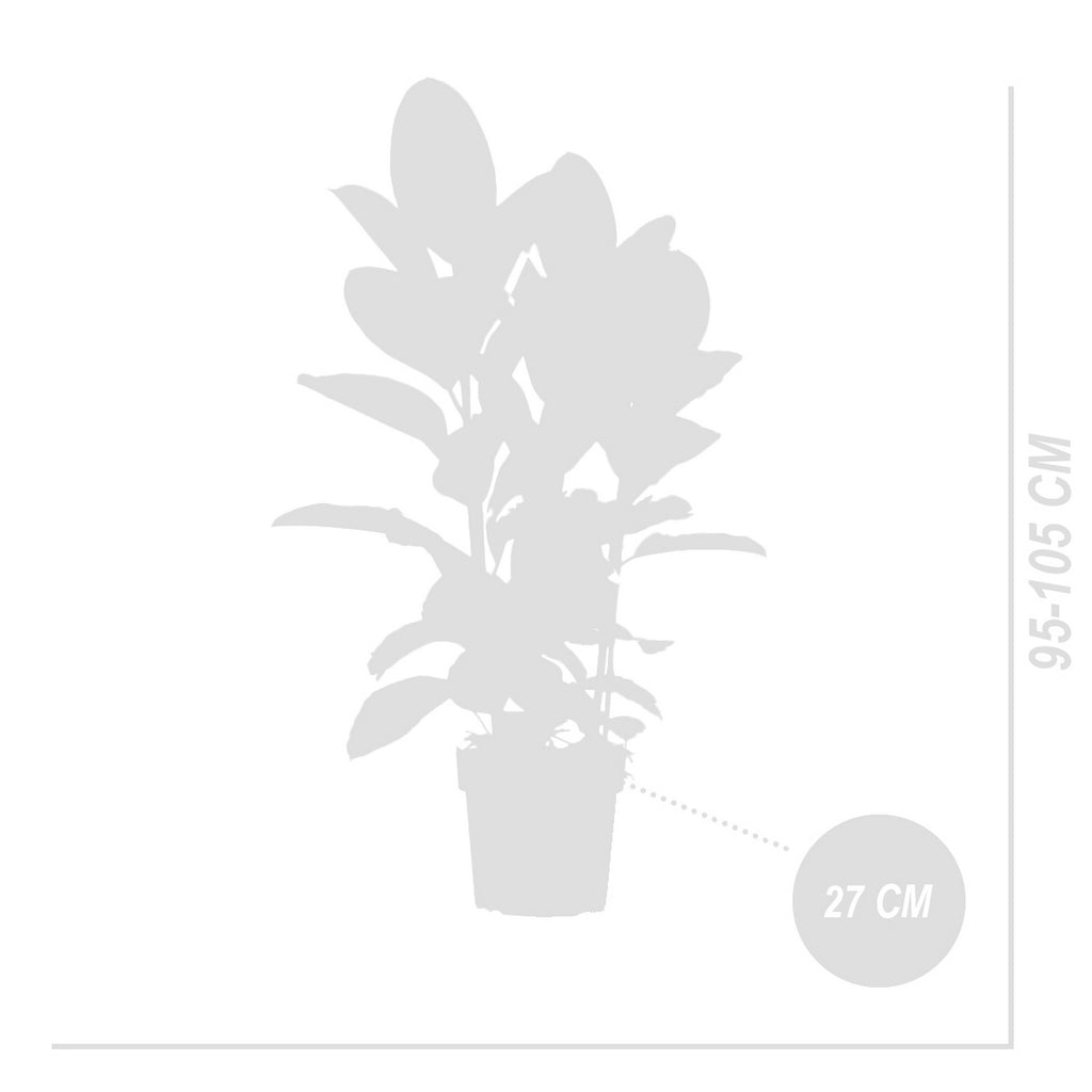 Ficus Tineke XL – Planta de interior