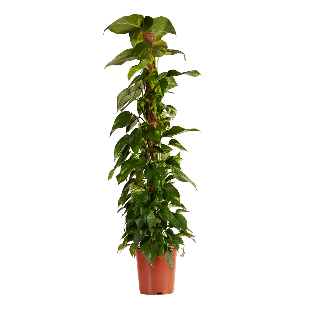 Epipremnum Aureum sobre tutor de musgo XXL – Planta de interior