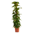 Epipremnum Aureum sobre tutor de musgo XXL – Planta de interior