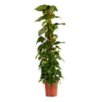 Epipremnum Aureum sobre tutor de musgo XXL – Planta de interior