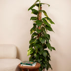 Epipremnum Aureum sobre tutor de musgo XXL – Planta de interior