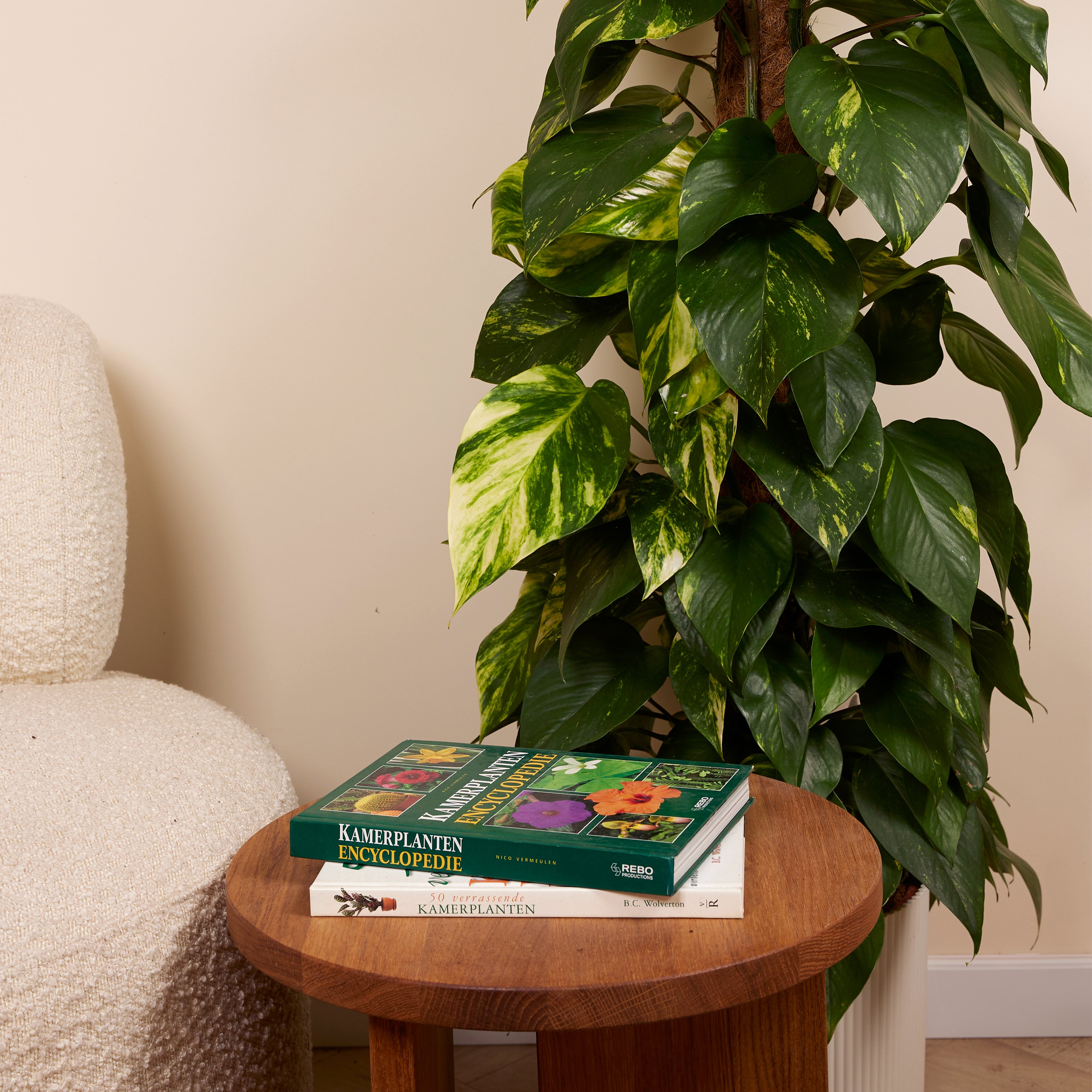 Epipremnum Aureum sobre tutor de musgo XXL – Planta de interior
