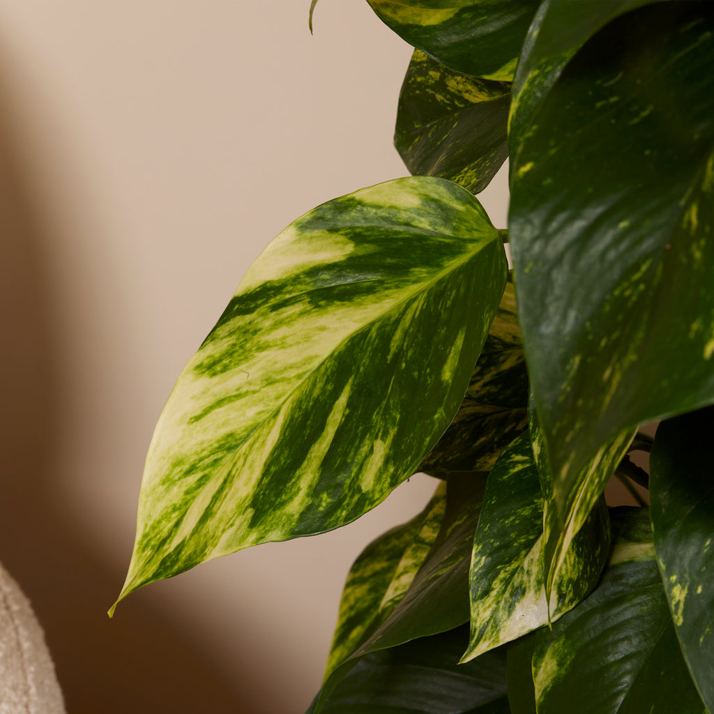 Epipremnum Aureum sobre tutor de musgo XXL – Planta de interior